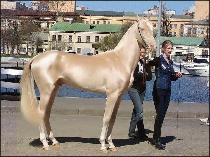 El caballo más bonito del mundo
