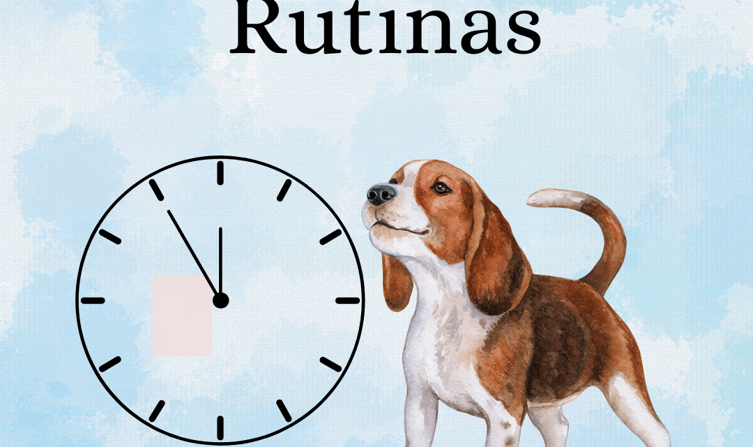 ¿Por qué los perros necesitan rutinas?